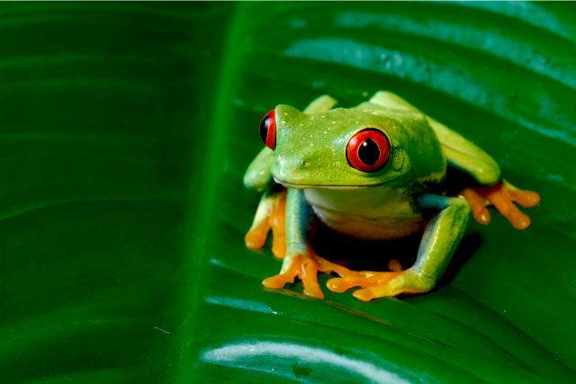 Image of a frog