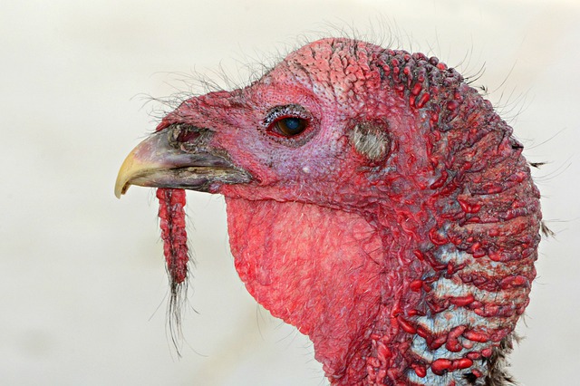 capitonymturkey