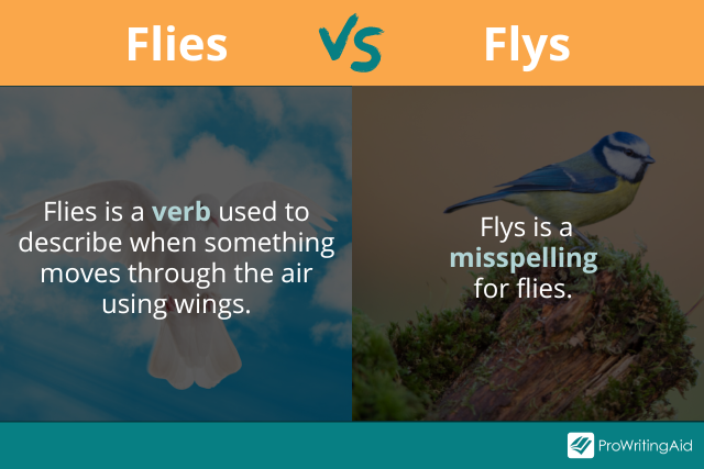 Flys or Flies: What's the Difference?