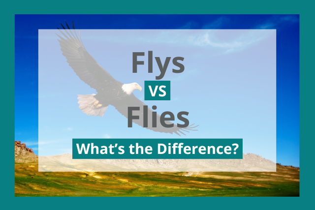 Flys or Flies: What's the Difference?