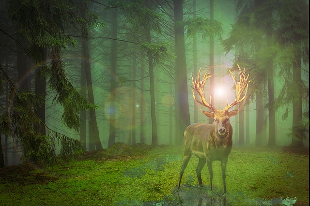 Deer in wood