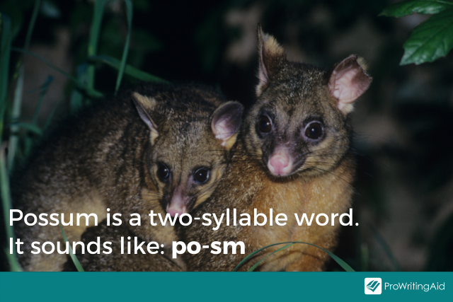 Image showing how to pronounce possum