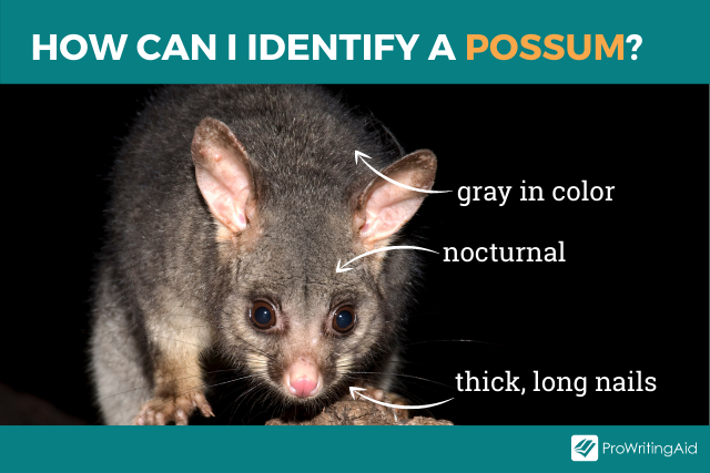 Image showing how to identify a possum