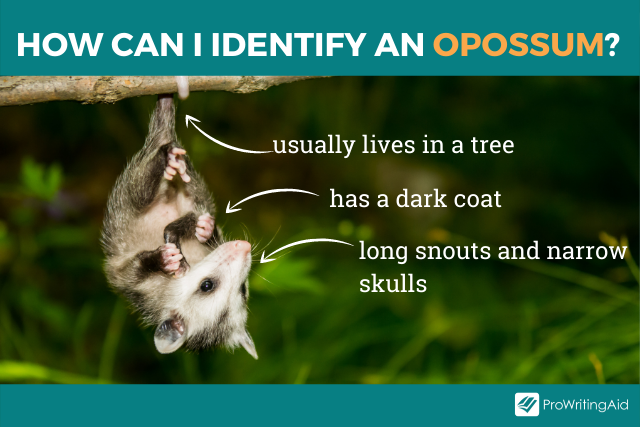 Image showing how to identify an opossum