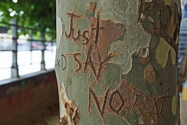 "Just Say No" engraved into tree bark