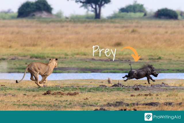 What is the difference between 'pray' and 'prey'? - The Grammar Guide
