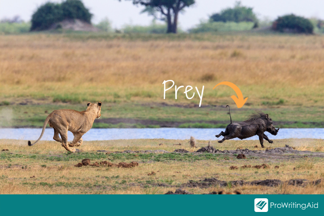 Image of a lion chasing prey