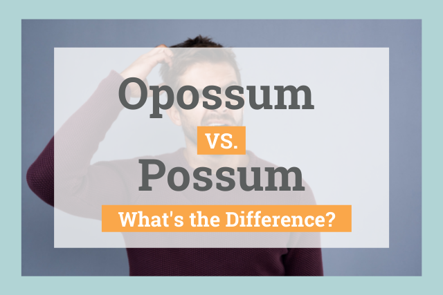 Opossum vs Possum: What's the Difference?