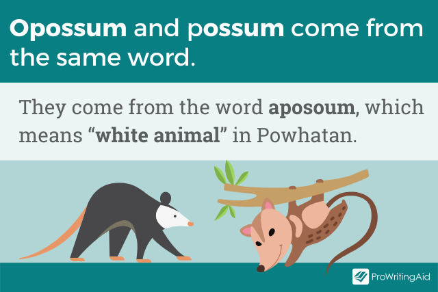 Image showing the word that opossum and possum come from