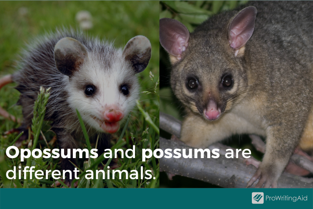 Image showing opossum vs possum