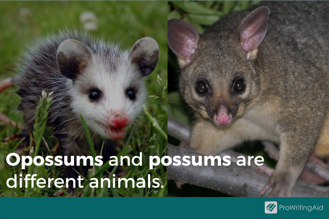 Opossum vs Possum: What's the Difference?