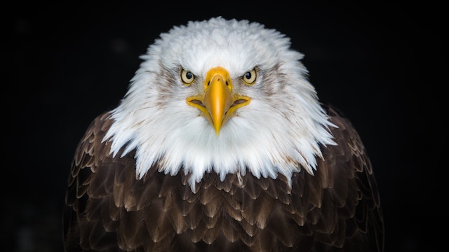 The Eagle Problem: How Writers Can Balance Magical Elements in Stories