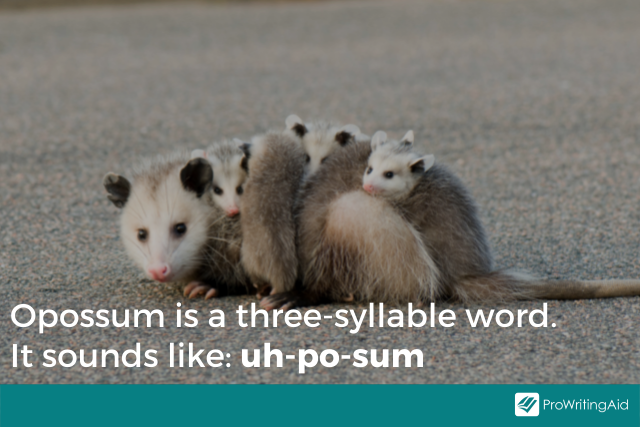 Image showing how to pronounce opossum