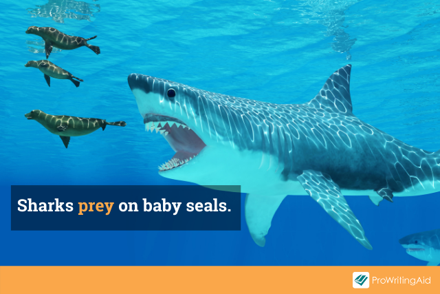 Image of sharks preying on baby seals