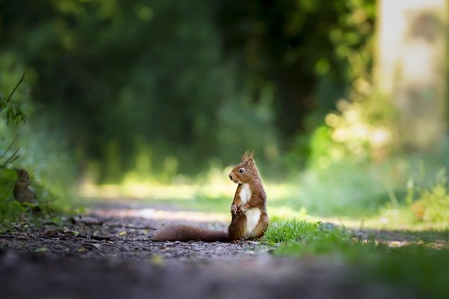 a surprised-looking squirrel on a path