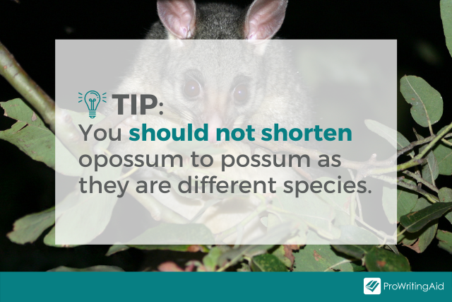 Image showing not to shorten opossum to possum