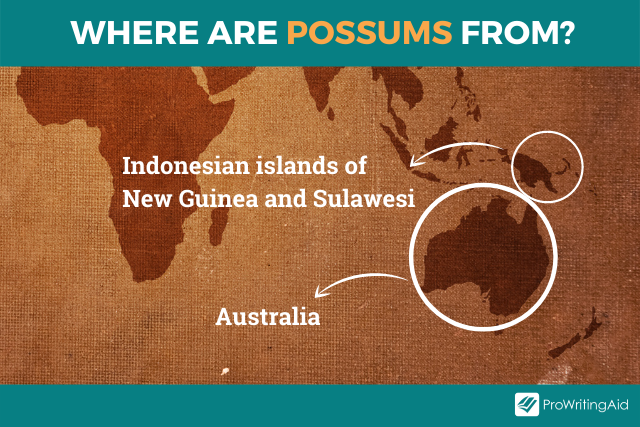 Image showing where possums are from