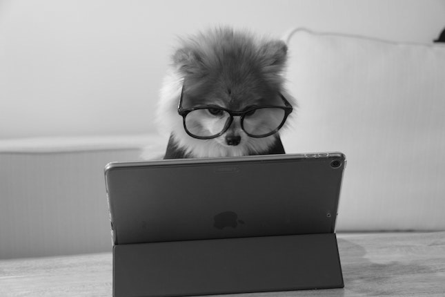 Pomeranian wearing glasses looking at computer screen